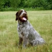 Korthals Griffon - Griffon d�arr�t � poil dur Korthals